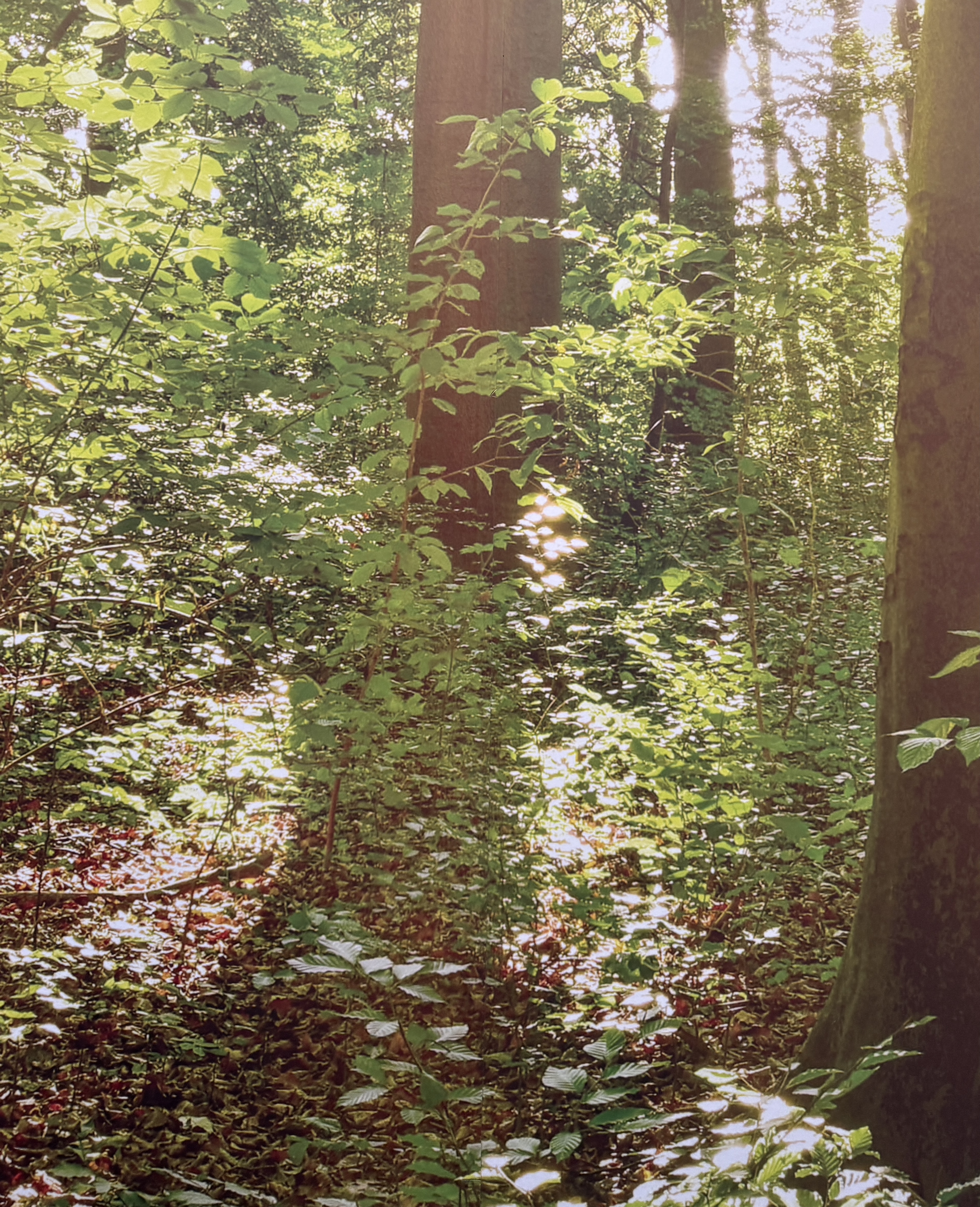 Joined in 2024 
Paediatric First Aid
Child Protection
Food Hygiene